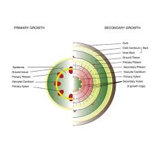 Cell division is usually followed by cell enlargement and cell differentiation. Plant Growth Biology Ii