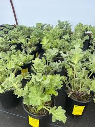 Image result for Crambe hispanica