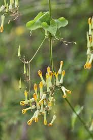 Image result for Riocreuxia