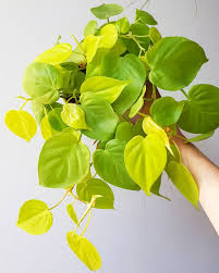 Philodendron Hederaceum Aureum Plants Plant Cuttings Indoor Plants