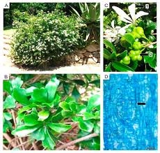 Image result for Polystachya mildbraedii