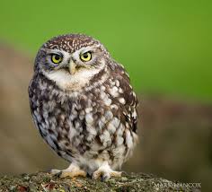 We Often Hear Tawny Owls Calling At Night Around The House Sometimes Two Rivals Marking Out Their Respective Territories Description Lechuzas Aves Dibujos