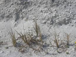 Image result for Eustachys paspaloides