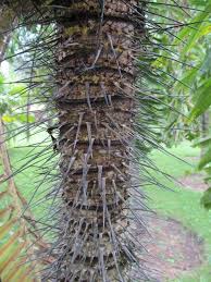 Image result for Aiphanes horrida