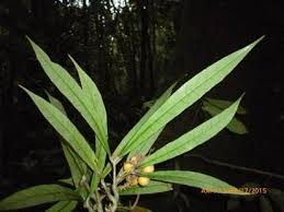 Image result for Landolphia letestui