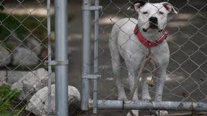 Maybe you would like to learn more about one of these? Corpus Christi Animal Care Services To Offer 10 Adoptions In October