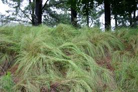 Many are very attractive for gardens and all are hardy with fewer needs than introduced species. Plant Palettes Ornamental Grasses Horticare Landscape Company