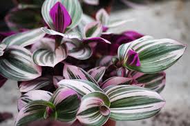 Image result for Tradescantia