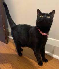 More images for bloated stomach fip in cats » Help My Kitten Has A Swollen Belly Fip In Cats Walkerville Vet