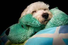 pin by caroline b on cuteness puppy breath puppies puppy love