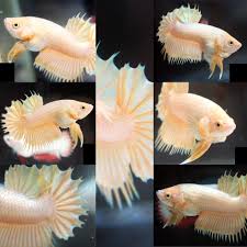 Rare Pure Gold Ctpk Betta Fish Betta Siamese Fighting Fish
