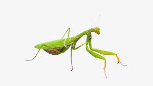 Pin By Abigail Torres On Png Habitat Garden Praying Mantis Png
