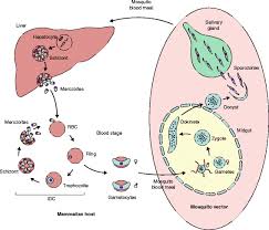 A conserved molecular motor drives cell invasion and gliding motility across malaria life cycle stages and other. Plasmodium Life Cycle After A Mosquito Bite Malaria Parasites Are Download Scientific Diagram