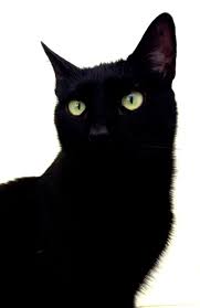 o gato pateta pateta te cat