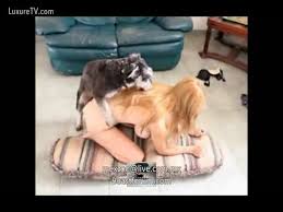 Maybe you would like to learn more about one of these? Https Luxuretv Com Videos Rousse Anglaise Se Fait Laper Le Minou Par Son Berger Allemand 28237 Html Https Thumb Luxuretv Com Thumbs 5 6 6 8 D 5668606cac11d6587 5668606cac11d6587 Flv 5b Jpg Rousse Anglaise Se Fait Laper Le Minou Par Son Berger