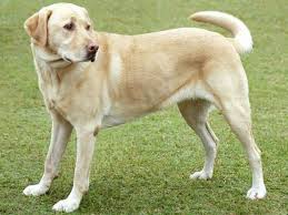 Resultado de imagen para fotos de perros cuidando la casa