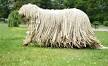 Bergamasco - Price, Temperament, Life span