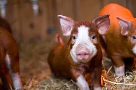 Hog Farming 101 Vocabulary Hog Farm Pig Raising Pigs