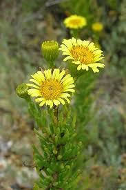 Image result for Inula glomerata
