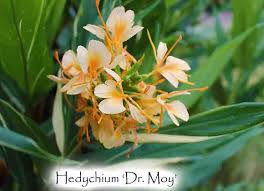 Image result for Helichrysum moggii