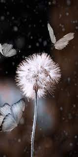 Check out this fantastic collection of cute dandelion wallpapers, with 49 cute. Bokeh Dandelion And Butterfly Blur 1080x2160 Wallpaper Fondos De Pantalla De Iphone Fotos De Fondo De Pantalla Fondos De Pantalla De Primavera
