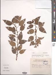 Image result for Pouzolzia parasitica