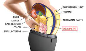 What S Visceral Fat Ashislim Natural And Effective Weight Loss Supplement