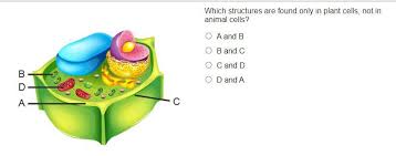 We did not find results for: Which Structures Are Found Only In Plant Cells Not In Animal Cells Brainly Com