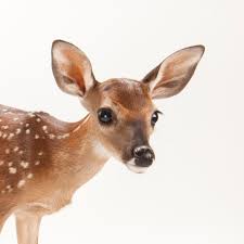 The only way to describe buck is competitive. White Tailed Deer National Geographic