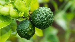 But now i am more curious about the lemon grass drink and will look into it. Kaffir Lime Leaf Cooking With Asian Ingredients At Home