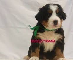 Safkan Bernese Dag Kopegi Yavrulari Eski Romalilar Bernese Dag Kopegi Olarak Savaslarda Kullanm Bernese Dag Kopegi Kopek Romalilar