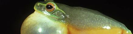The biome called the tropical rainforest is found around the equator. Introducing The Plants And Animals Of The Wet Tropics Wet Tropics Management Authority