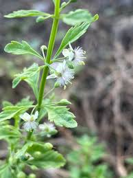 Image result for Scoparia dulcis