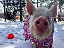 Esther The Wonder Pig It Snowed Again Last Night And I Don T Really Care For Snow I M More Of A Sun And Sand Kin Animals Beautiful Animal Pictures Animals