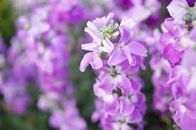 Small purple flowers that smell good. 10 Fragrant Flowers For A Heavenly Smelling Garden Garden Therapy