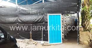 Jamur tiram mengandung protein sebanyak 19 35 % dari berat kering jamur, dan. Kumbung Rak Jamur Tiram Dari Rangka Baja Jamur Kita