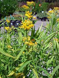Image result for Asclepias curassavica