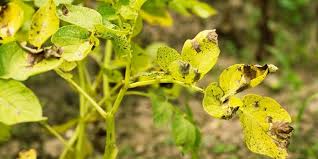 We did not find results for: Research Smart Irrigation System Can Warn Of Plant Disease Potato Business