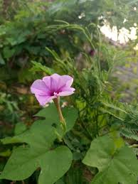 Image result for Ipomoea turbinata