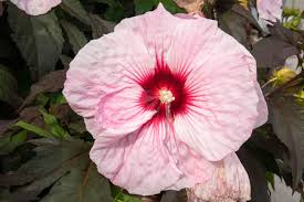 We did not find results for: Hardy Hibiscus Plant Care Growing Guide