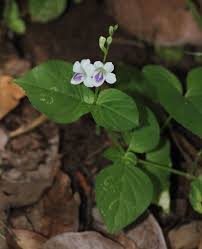 Image result for Asystasia malawiana