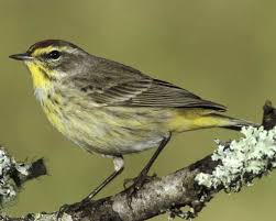 Birds That Lay Eggs On The Ground Ontario Palm Warbler Birds Bird Species Bird Watching