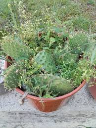 This is one plant that can grow in the hottest part of your garden, so do not hesitate to plant it in a hot spot. Opuntia Humifusa Prickly Pear Cactus Opuntia Cactus Prickly Pear