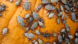 Maybe you would like to learn more about one of these? Squash Bugs How To Identify And Get Rid Of Squash Bugs The Old Farmer S Almanac