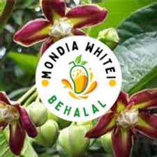 Image result for Mondia ecornuta