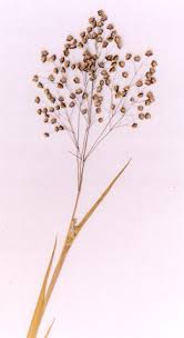 Image result for Briza minor