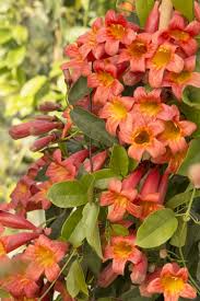 (many plants have a wide range of zones. Monrovia Tangerine Beauty Crossvine For Zones 6 To 9 In Warmer Areas Zone 7 And Above The Leaves A Climbing Flowers Garden Vines Climbing Flowering Vines