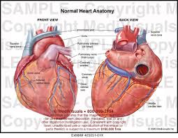 Normally, the arteries run through grooves of the epicardial surface of the heart. Medivisuals Normal Heart Anatomy Medical Illustration