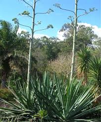 Image result for Agave sisalana