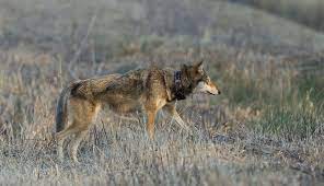Defenders believes that there are biological, economic, and ethical reasons for restoring wolves to the northeast and that the majority of the public supports this initiative. Red Wolf U S Fish Wildlife Service